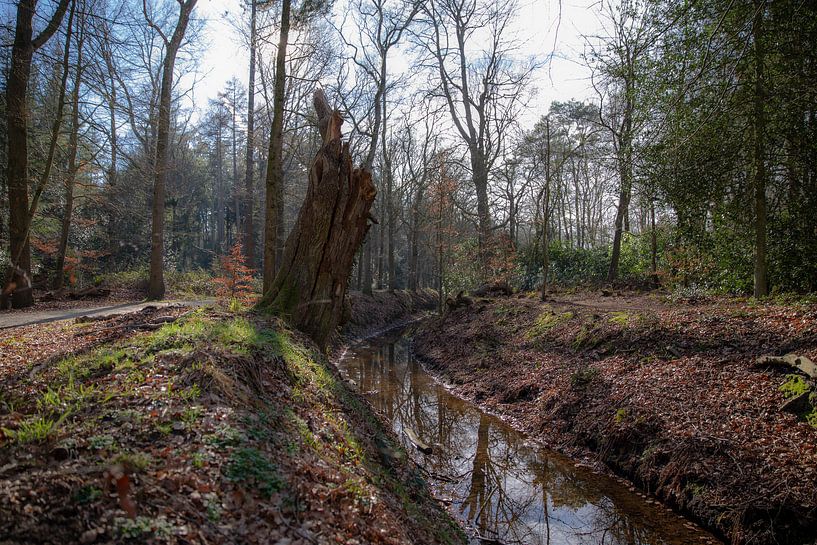 Ruisseau dans la forêt près d'Eelde-Paterswolde par Sander de Jong