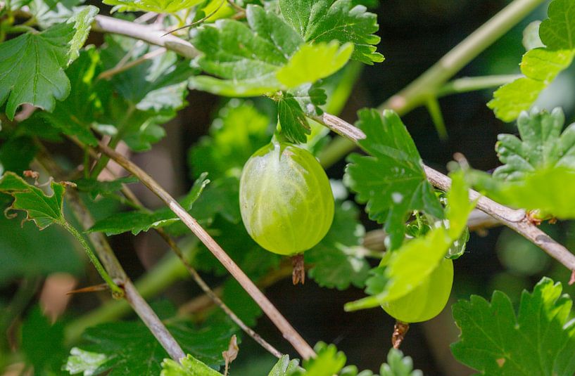 Gooseberries with bush by de-nue-pic