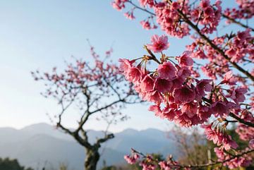 Kersenbloesem in bloei