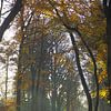 Herfst in de Sweachster Bosken van Wilco Berga