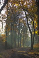 Autumn in the Sweachster Bosken