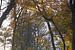 Herfst in de Sweachster Bosken van Wilco Berga