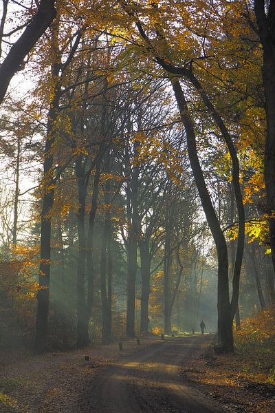 Herfst in de Sweachster Bosken van Wilco Berga