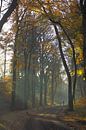 Herfst in de Sweachster Bosken van Wilco Berga thumbnail