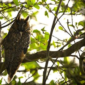 Monsieur Hibou sur Hilde Remerie Photographie et art numérique