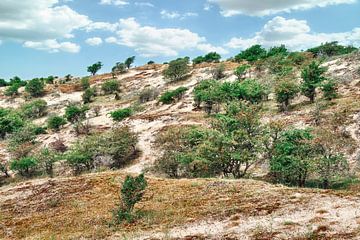 Amsterdamse waterleidingduinen in de lente van eric van der eijk