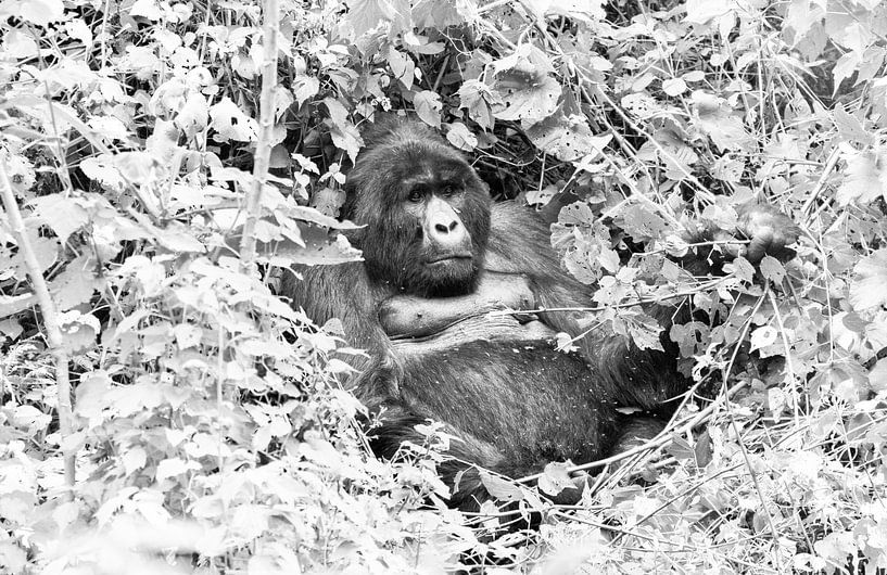 Gorilla, Uganda von Jan Fritz