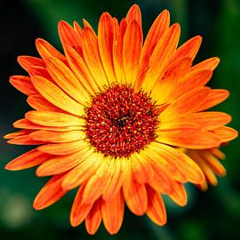 Die Gerbera von Joep Hetem