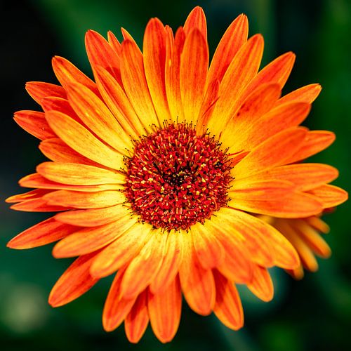 De gerbera