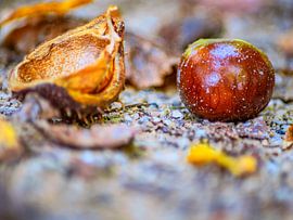 NATURE : CHÂTAIGNES