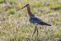 Black-tailed godwit