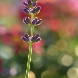Lavendel von Violetta Honkisz
