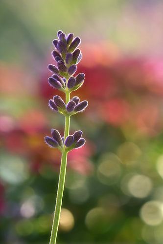 Lavendel von Violetta Honkisz