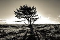 The lonely tree - part II van Mark Eckhardt thumbnail