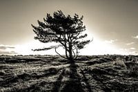 The lonely tree - part II
