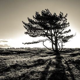 The lonely tree - part II van Mark Eckhardt
