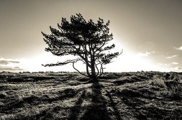 Der einsame Baum - Teil II von Mark Eckhardt