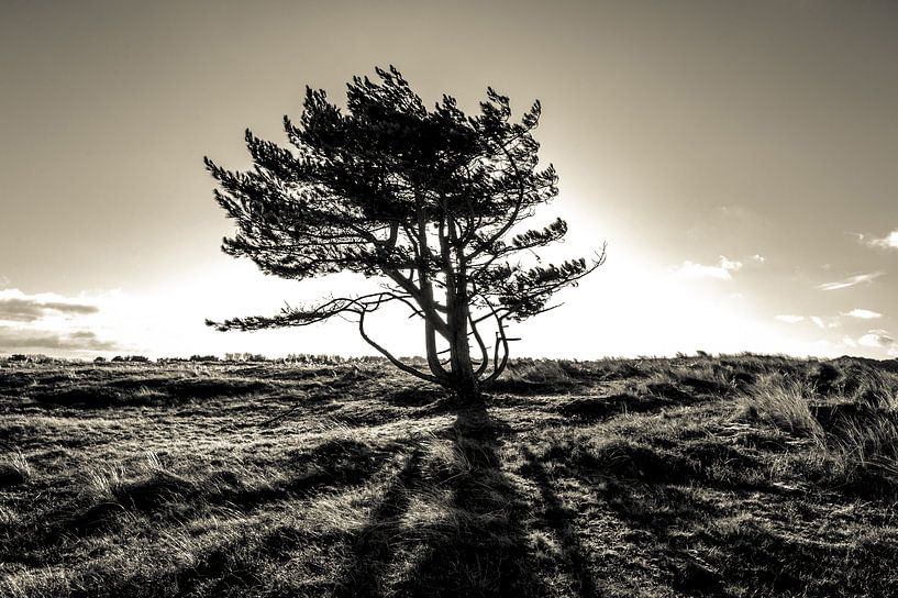 The lonely tree - part II van Mark Eckhardt