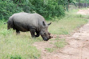 een rhino steeks de weg over