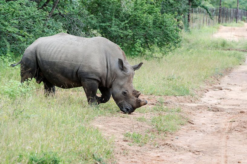 een rhino steeks de weg over par ChrisWillemsen