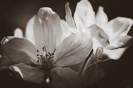 Apfelblüte Schwarz und Weiß von Tanja de Boer