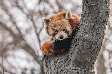 Rode panda van Jessica Blokland van Diën