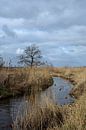 A brook through the reed land by Gerard de Zwaan thumbnail