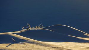 Touffe d'herbe dans la neige, Norvège sur Adelheid Smitt