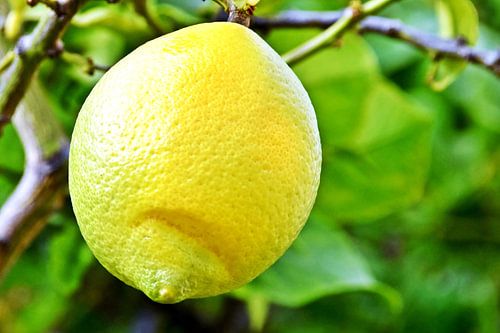 a yellow lemon on the tree