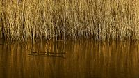 Gouden Riet