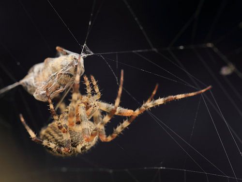 Kruisspin met sprooi in web