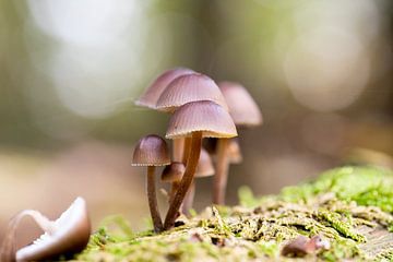 Herbstbild im Wald, mit Pilzen