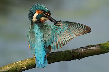Kingfisher nettoie son aile.