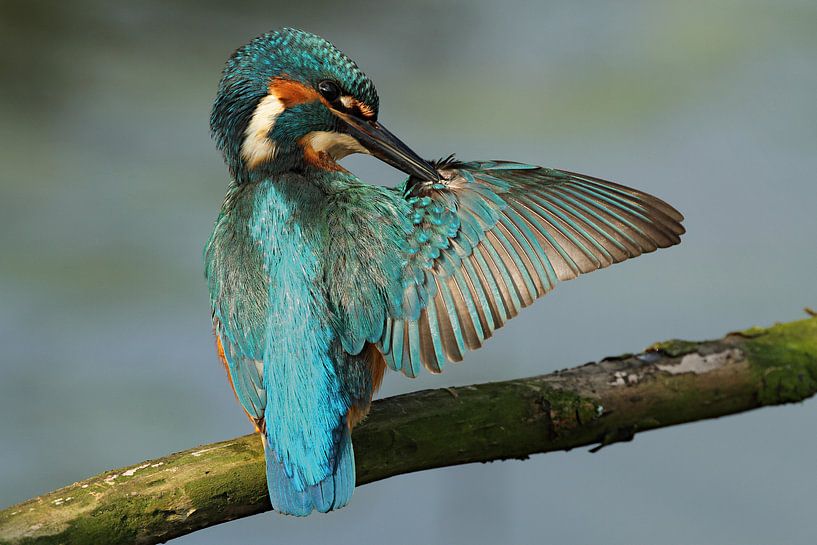 Kingfisher nettoie son aile. par Paul Wendels