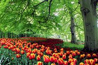 Tulpenveld slingerend onder de bomen van de Keukenhof