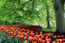 Tulpenveld slingerend onder de bomen van de Keukenhof by Albert van Dijk