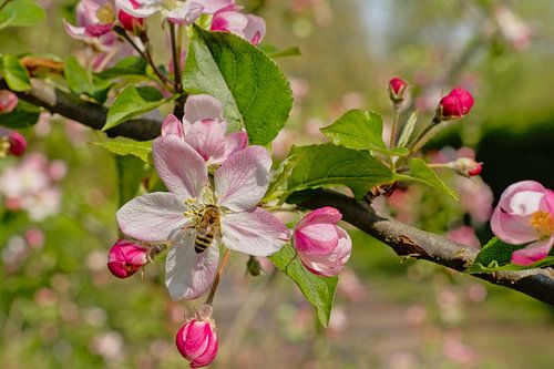 Bij op een roze appelbloesem