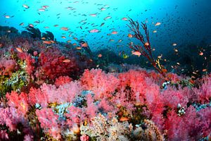 Pink coral garden