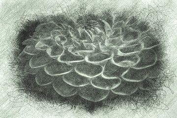Pen drawing of a dahlia by Rietje Bulthuis