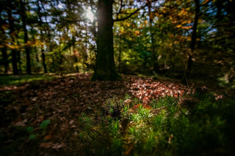 Kleine macro paddenstoel tussen het groene mos van Fotografiecor .nl