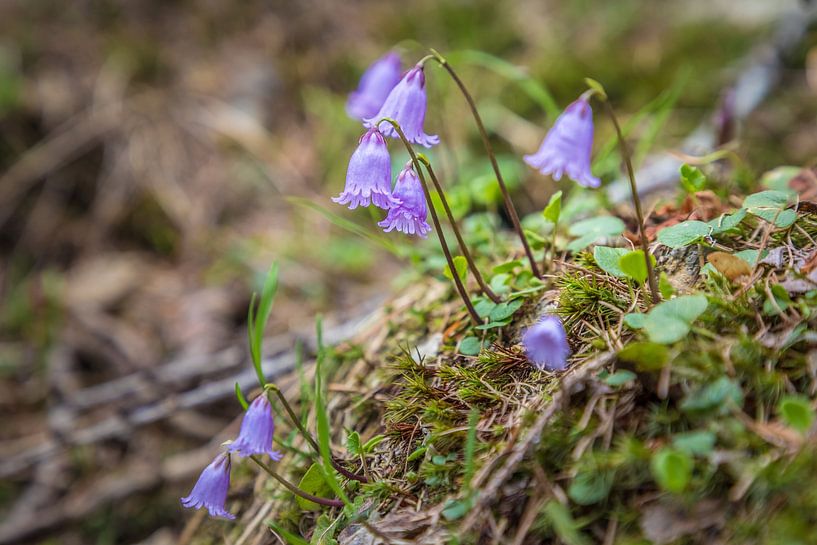 Klein alpenklokje (Soldanella pusilla) in de Rosstal vallei boven van Christian Müringer