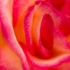 Blütenblätter einer Rose von Jürgen Eggers