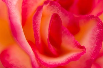 Blütenblätter einer Rose