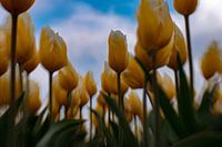 Under the Dutch  bleu sky