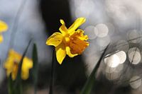 Zie de Zon