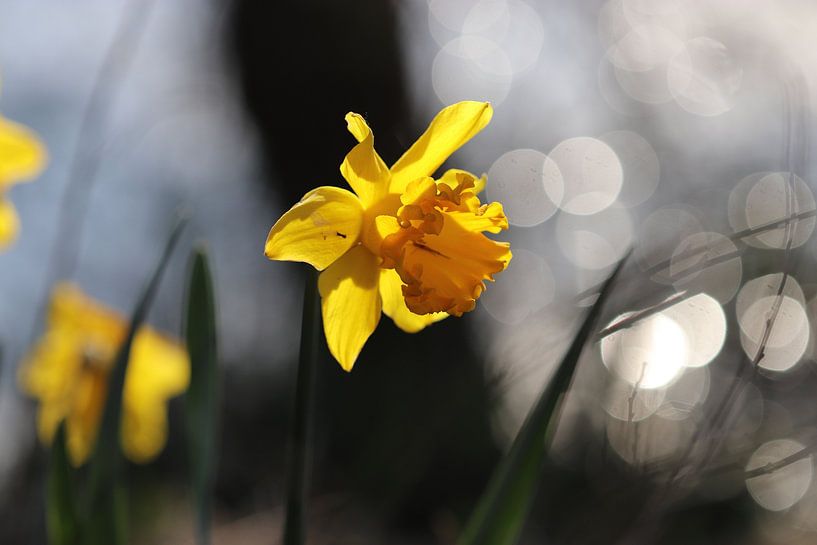 Zie de Zon van Linda de Klein