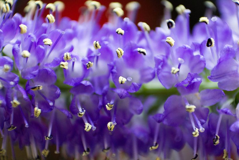 Feeling 'blue' by Cheryl Porcelijn
