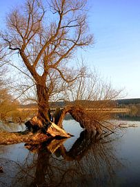 bizarrer Baum van Susanne Herppich
