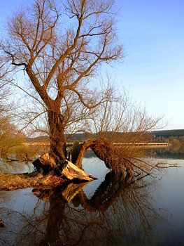 bizarrer Baum