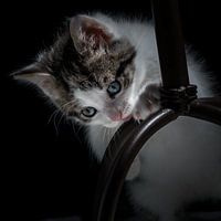 Ensor the cat plays hide and seek : PIEP !